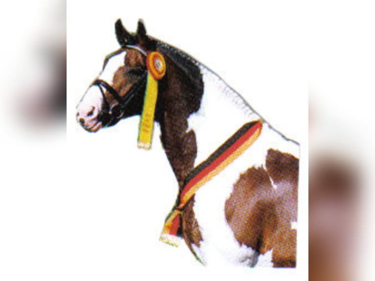 SAMICO F Hessisches Warmblut Hengst in Korbach
