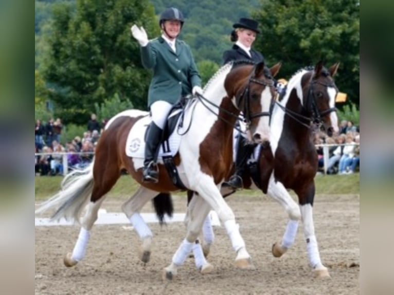 SAMICO F Hessisches Warmblut Hengst in Korbach