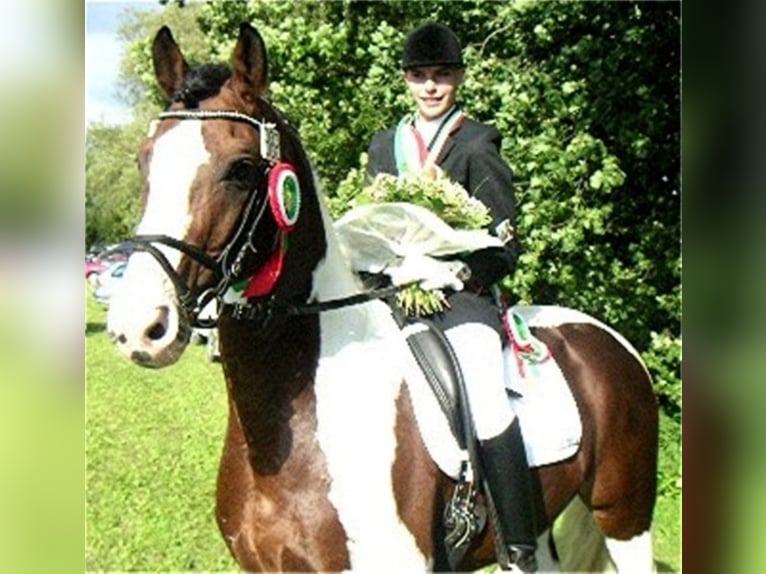 SAMICO F Hessisches Warmblut Hengst in Korbach