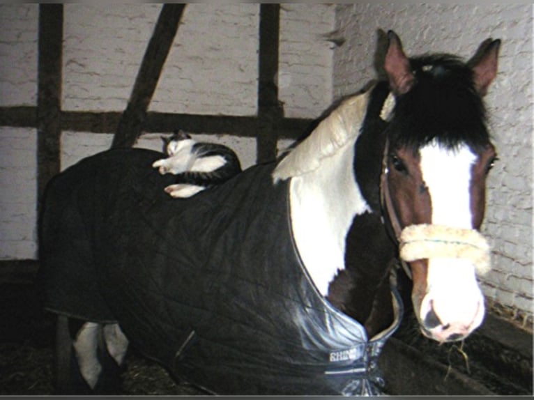 SAMICO F Hessisches Warmblut Hengst in Korbach
