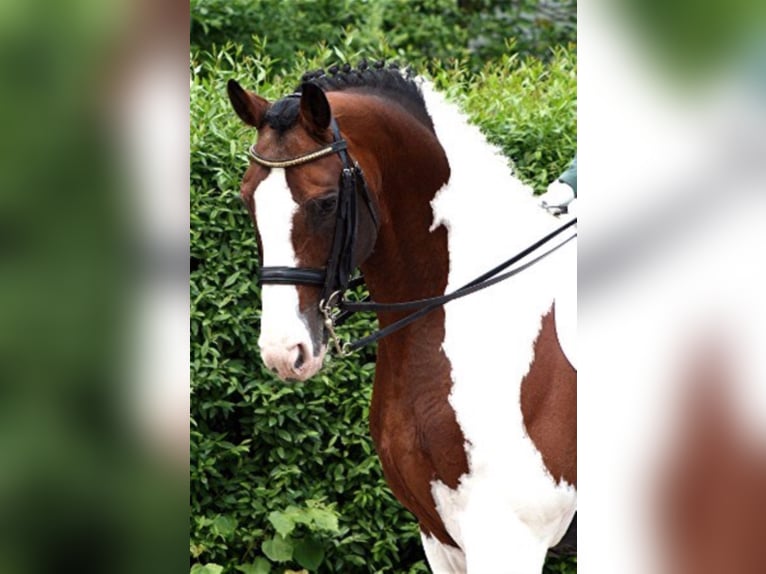 SAMICO F Warmblood de Hesse Semental in Korbach