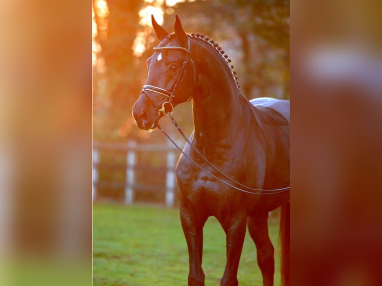 SAN AMOUR Oldenburg Stallone Baio nero in Steinfeld (Oldenburg)