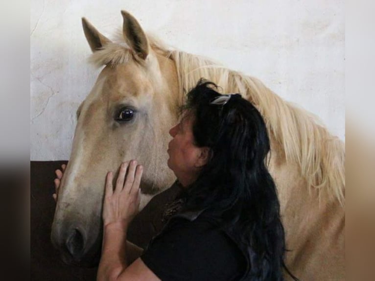 SANDOKAN CREMELO CDE FÜR IHRE STUTEN IN MELLE Lusitano Hengst Perlino in Vejer de la Frontera