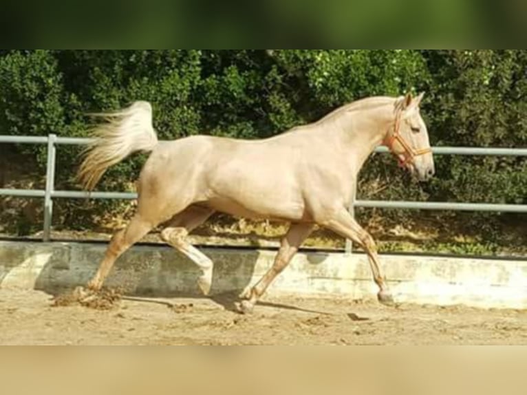 SANDOKAN CREMELO CDE FÜR IHRE STUTEN IN MELLE Lusitano Hengst Perlino in Vejer de la Frontera