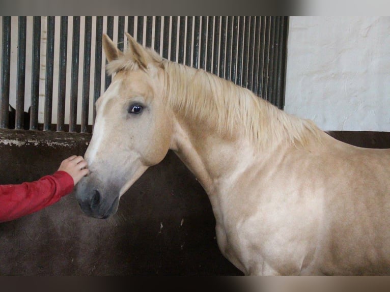 SANDOKAN CREMELO CDE FÜR IHRE STUTEN IN MELLE Lusitano Stallion in Conil de la Frontera
