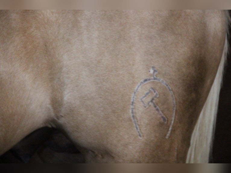 SANDOKAN CREMELO CDE FÜR IHRE STUTEN IN MELLE Lusitano Stallion Perlino in Vejer de la Frontera