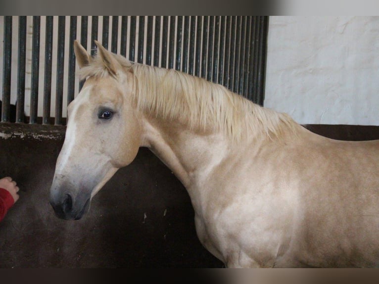 SANDOKAN CREMELO CDE FÜR IHRE STUTEN IN MELLE Lusitano Stallion Perlino in Vejer de la Frontera