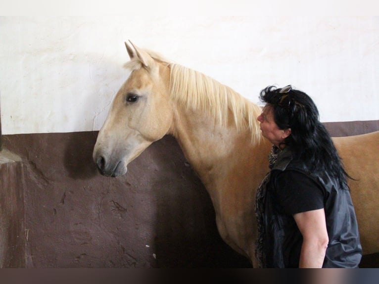 SANDOKAN CREMELO CDE FÜR IHRE STUTEN IN MELLE Lusitano Stallone in Conil de la Frontera