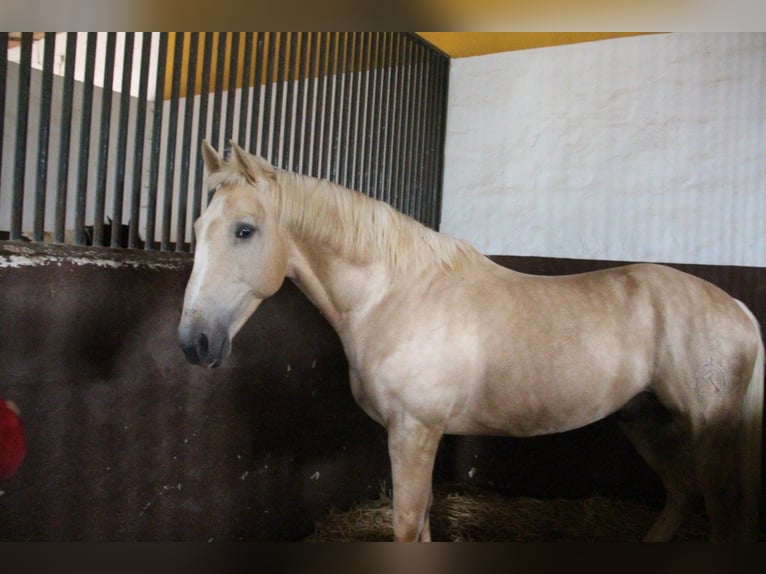SANDOKAN CREMELO CDE FÜR IHRE STUTEN IN MELLE Lusitano Stallone Perlino in Vejer de la Frontera
