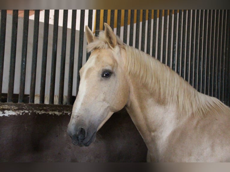 SANDOKAN CREMELO CDE FÜR IHRE STUTEN IN MELLE Lusitanos Hengst Perlino in Vejer de la Frontera
