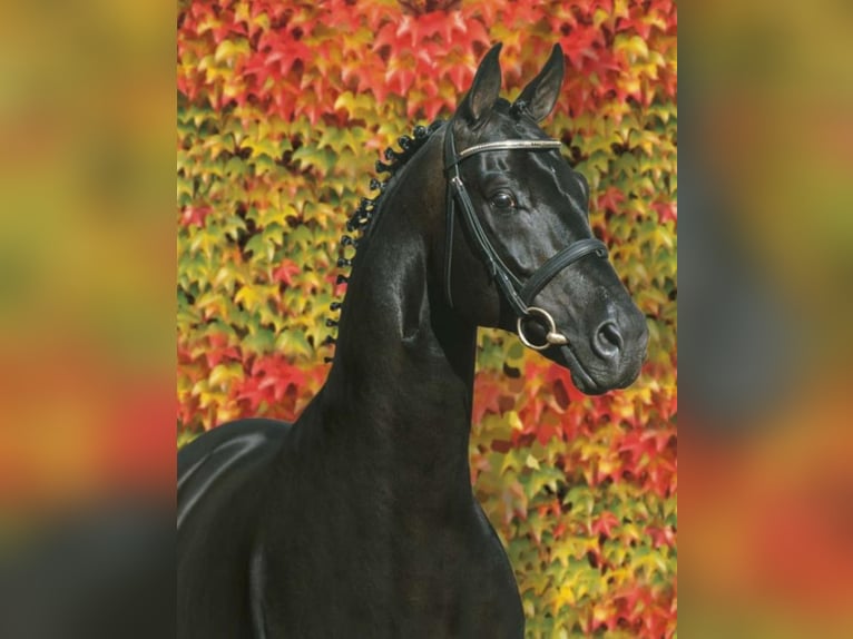 SANDRO HIT Oldenburg Stallone Morello in Steinfeld (Oldenburg)