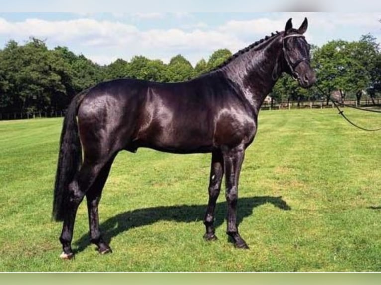 SANDRO HIT Oldenburg Stallone Morello in Steinfeld (Oldenburg)
