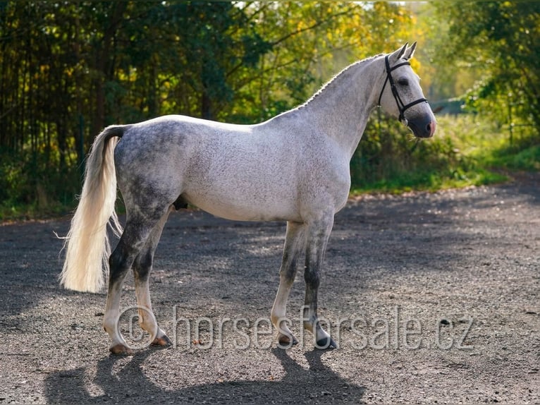 Sang-chaud CSFR Étalon 6 Ans 172 cm Gris in Hradec Kralove
