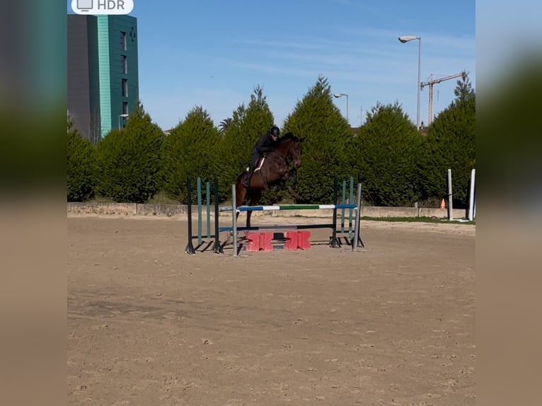 Sang-chaud CSFR Hongre 17 Ans 168 cm Bai in Urduliz
