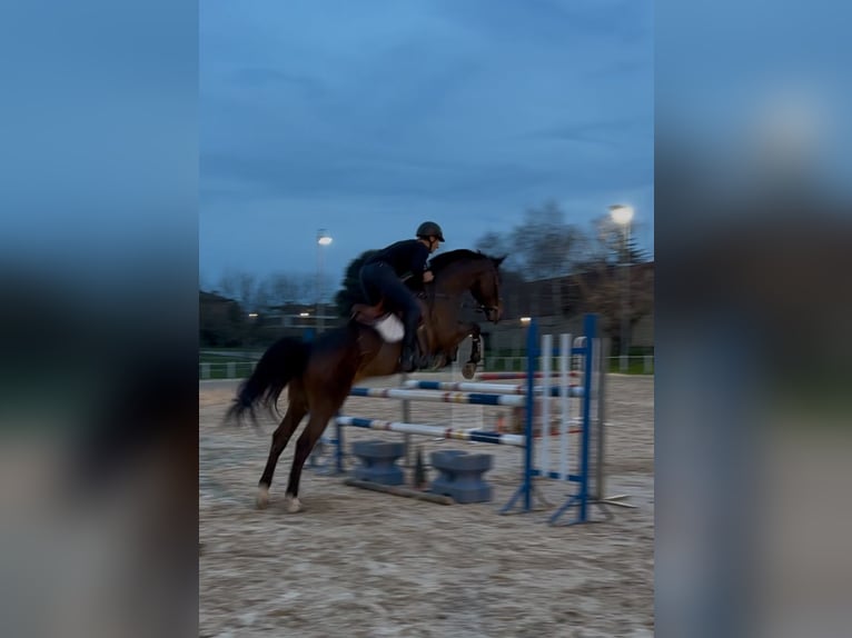 Sang-chaud CSFR Hongre 17 Ans 168 cm Bai in Urduliz