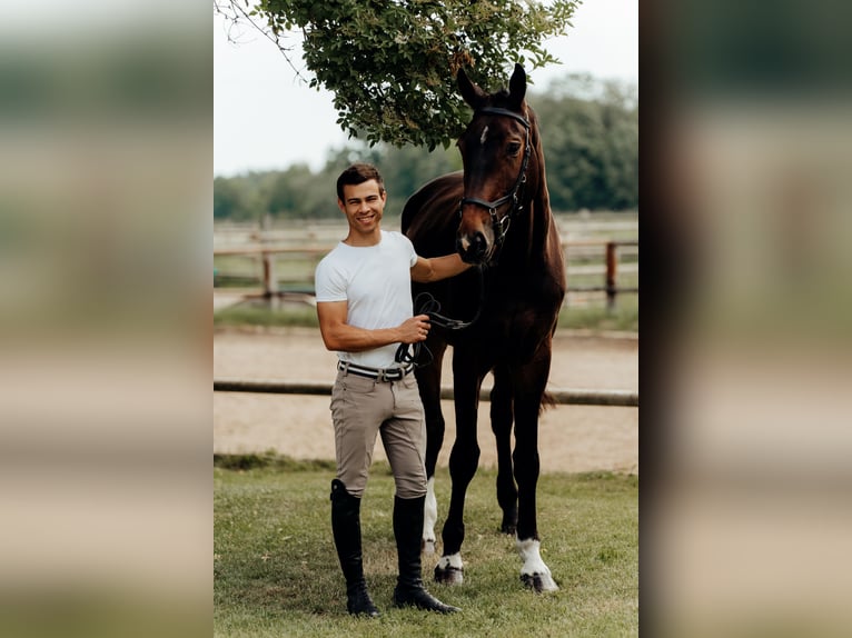 Sang-chaud letton Hongre 12 Ans 180 cm Bai brun in Bobingen