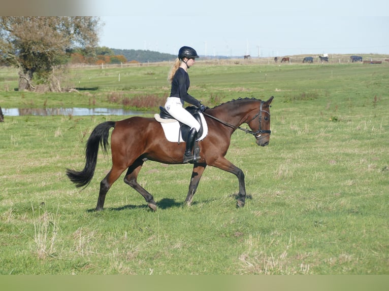 Sang-chaud letton Hongre 14 Ans 159 cm Bai in Ganschow