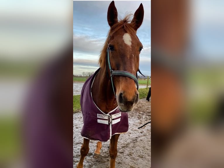 Sang-chaud letton Hongre 21 Ans 174 cm Bai in Leeuwarden