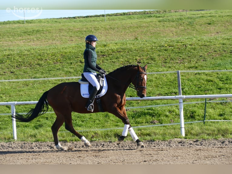 Sang-chaud letton Hongre 4 Ans 166 cm Bai in Ganschow