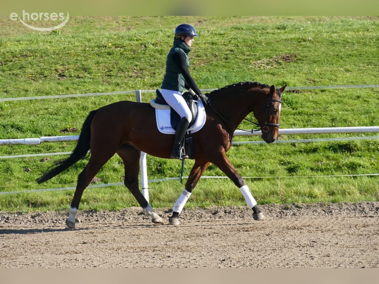 Sang-chaud letton Hongre 4 Ans 166 cm Bai in Ganschow