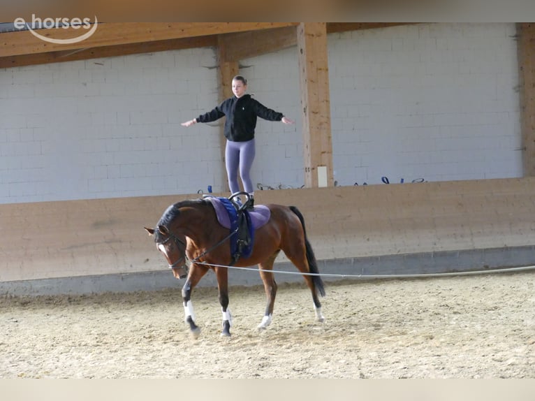 Sang-chaud letton Hongre 4 Ans 166 cm Bai in Ganschow