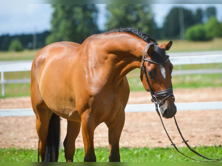 Sang-chaud letton Hongre 4 Ans 166 cm Bai cerise in Sigulda