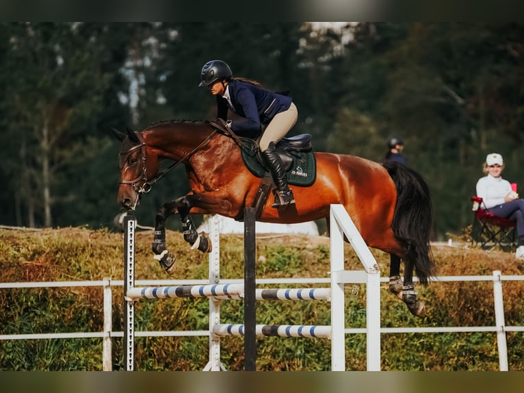 Sang-chaud letton Hongre 5 Ans 166 cm Bai cerise in Sigulda