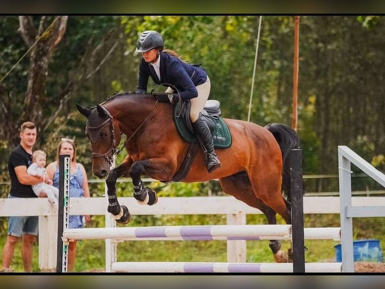 Sang-chaud letton Hongre 5 Ans 166 cm Bai cerise in Sigulda