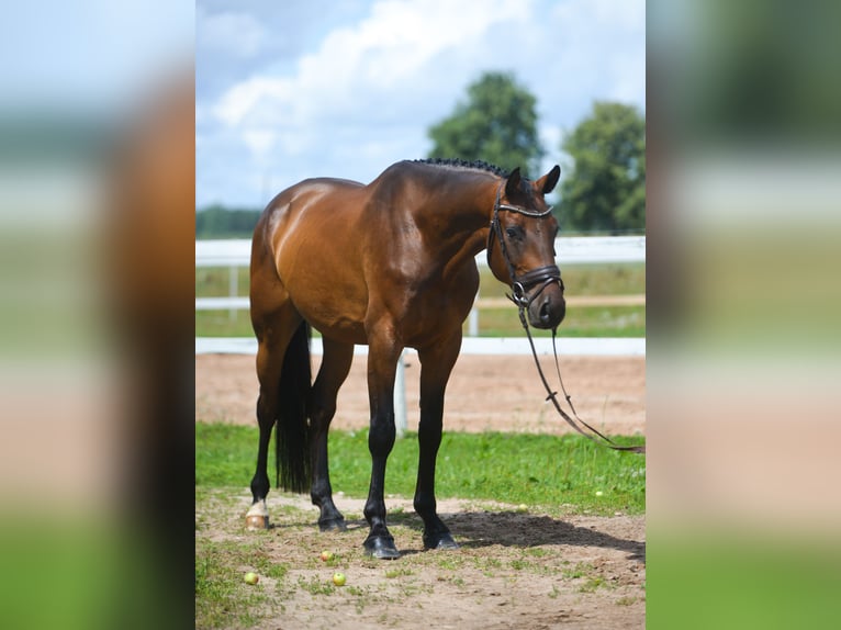 Sang-chaud letton Hongre 5 Ans 166 cm Bai cerise in Sigulda