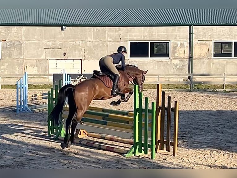 Sang-chaud letton Hongre 5 Ans 166 cm Bai cerise in Sigulda