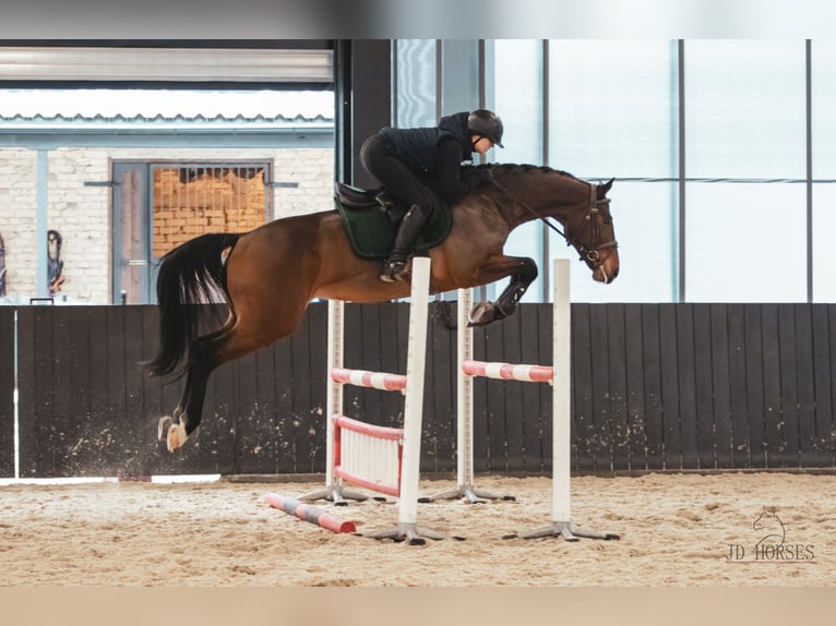 Sang-chaud letton Hongre 5 Ans 166 cm Bai cerise in Sigulda