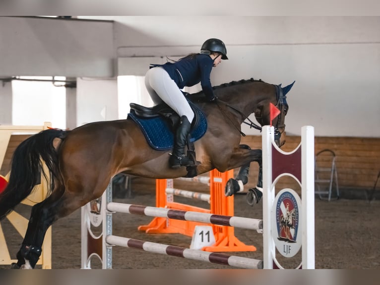 Sang-chaud letton Hongre 5 Ans 166 cm Bai cerise in Sigulda