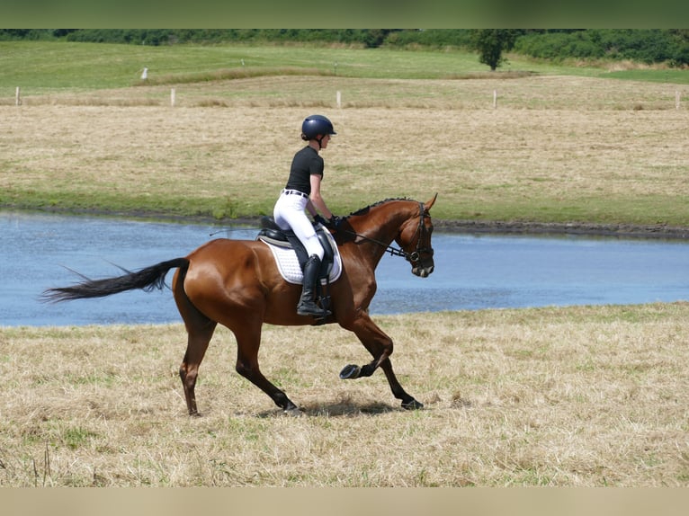 Sang-chaud letton Hongre 5 Ans 169 cm Bai in Ganschow