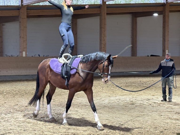 Sang-chaud letton Hongre 5 Ans 170 cm Bai in Ganschow