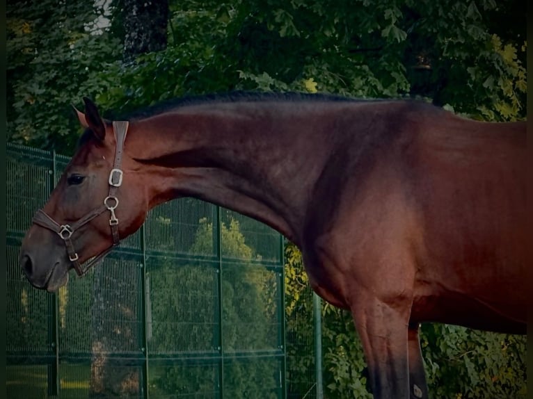 Sang-chaud letton Hongre 5 Ans in Riga