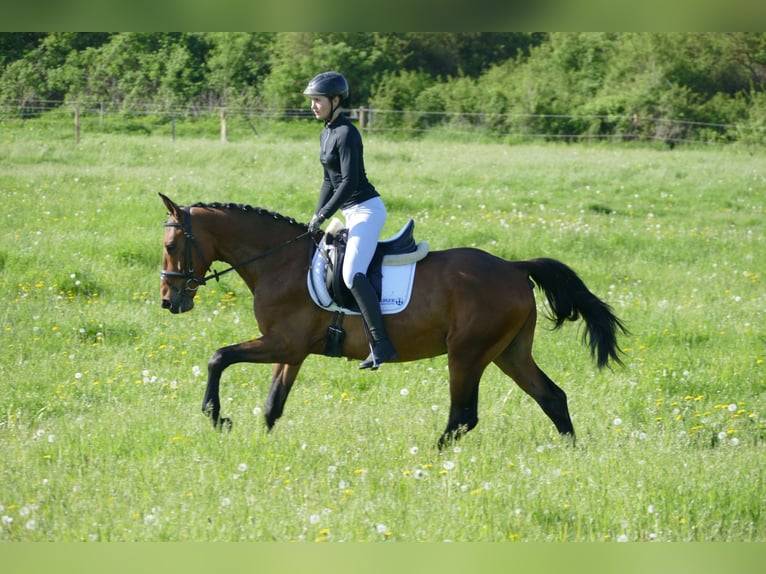 Sang-chaud letton Hongre 6 Ans 160 cm Bai in Ganschow