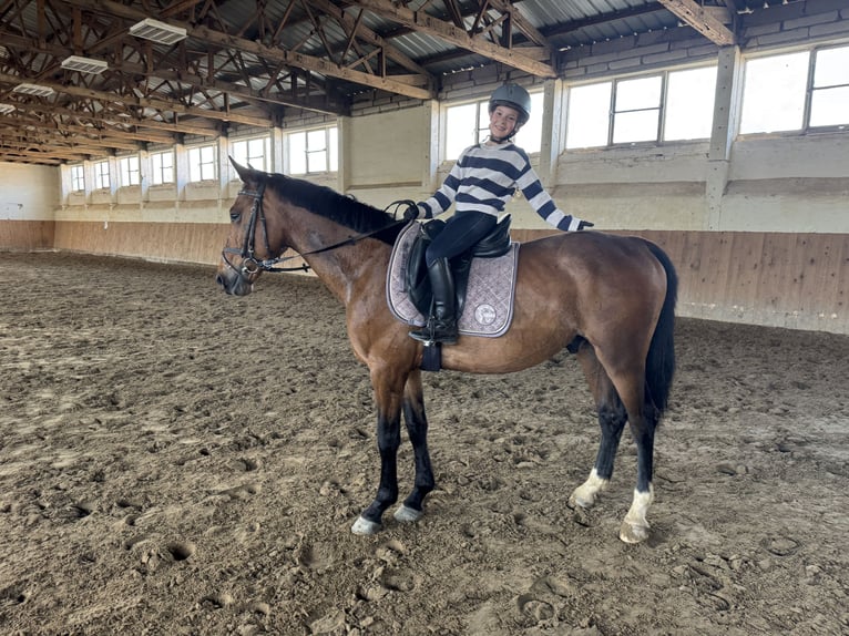 Sang-chaud letton Hongre 6 Ans 160 cm Bai in Ganschow