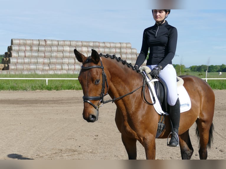Sang-chaud letton Hongre 6 Ans 160 cm Bai in Ganschow