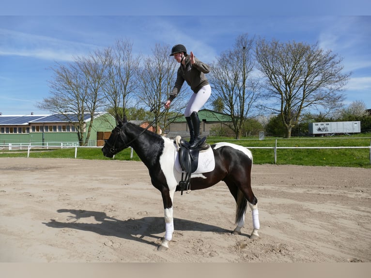 Sang-chaud letton Hongre 6 Ans 169 cm Pinto in Ganschow