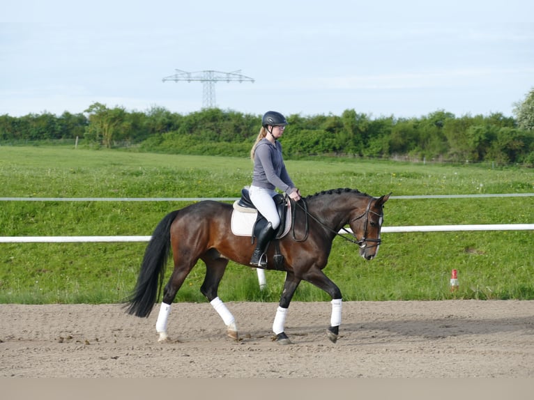 Sang-chaud letton Hongre 8 Ans 160 cm Bai brun in Ganschow