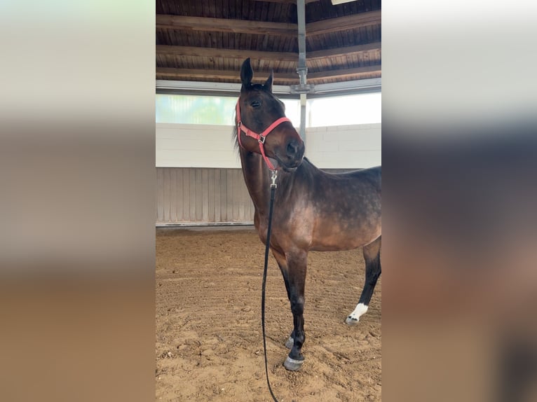 Sang-chaud letton Hongre 9 Ans 169 cm Bai brun in Bad Soden am Taunus