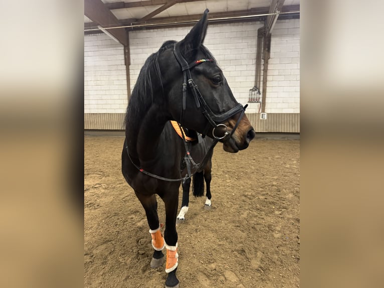 Sang-chaud letton Hongre 9 Ans 169 cm Bai brun in Sulzbach