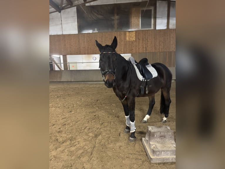 Sang-chaud letton Hongre 9 Ans 169 cm Bai brun in Sulzbach