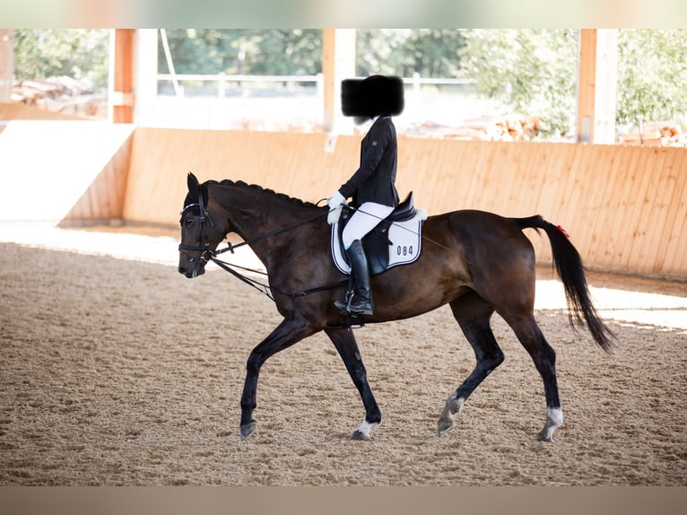 Sang-chaud letton Jument 10 Ans 165 cm Bai brun in Langenzenn