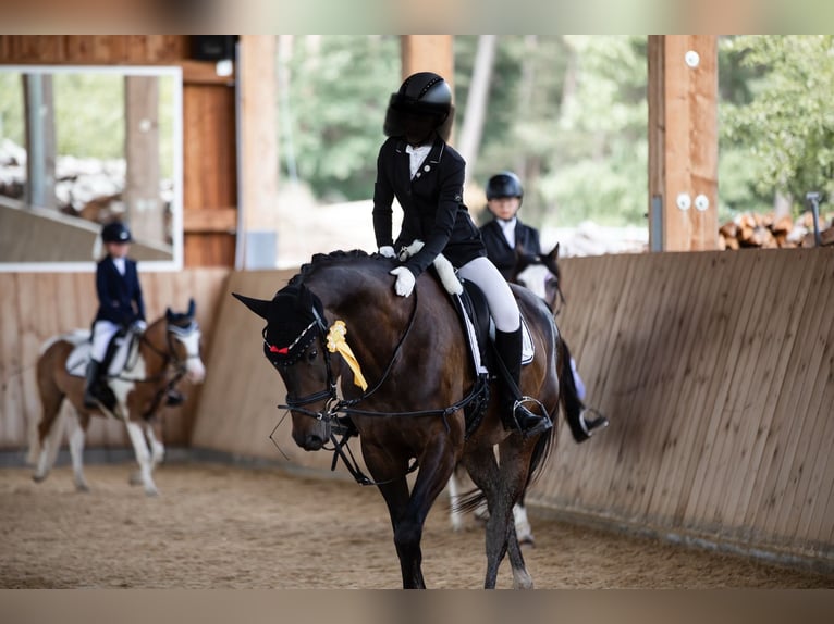 Sang-chaud letton Jument 10 Ans 165 cm Bai brun in Langenzenn