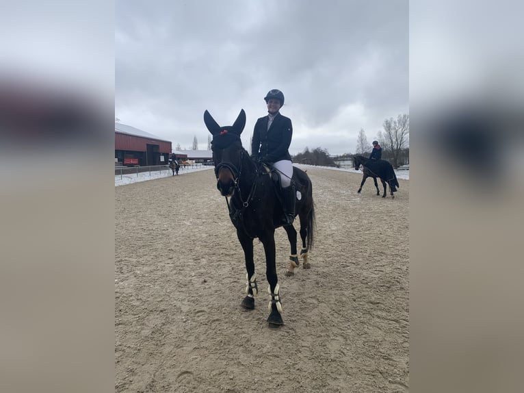 Sang-chaud letton Jument 11 Ans 165 cm Bai brun in Langenzenn