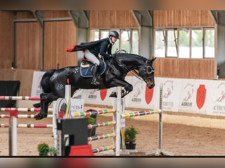 Sang-chaud letton Jument 12 Ans 170 cm Bai brun foncé in W&#xE4;chtersbach