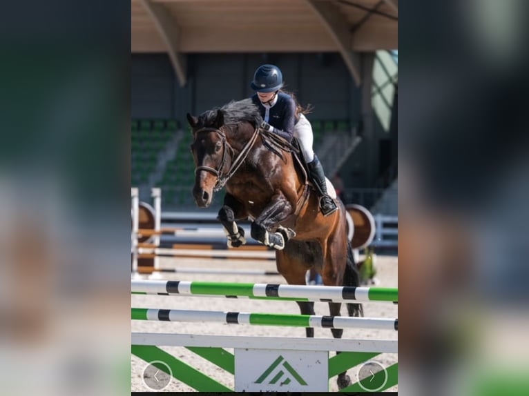Sang-chaud letton Jument 12 Ans 170 cm Bai brun foncé in W&#xE4;chtersbach