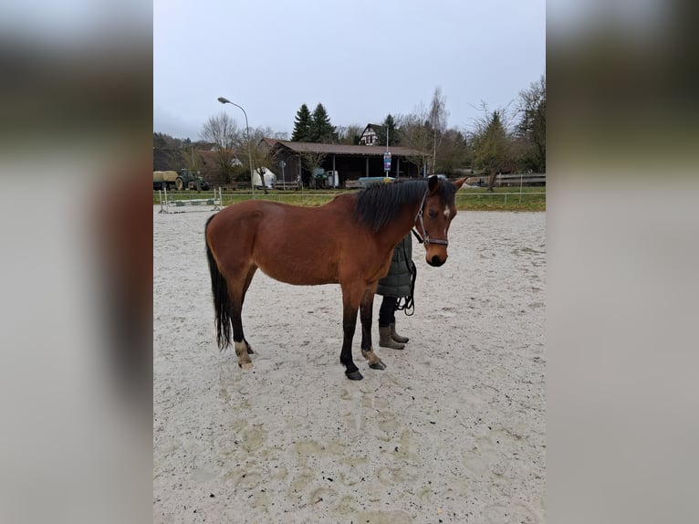 Sang-chaud letton Jument 15 Ans 163 cm Bai in Modautal