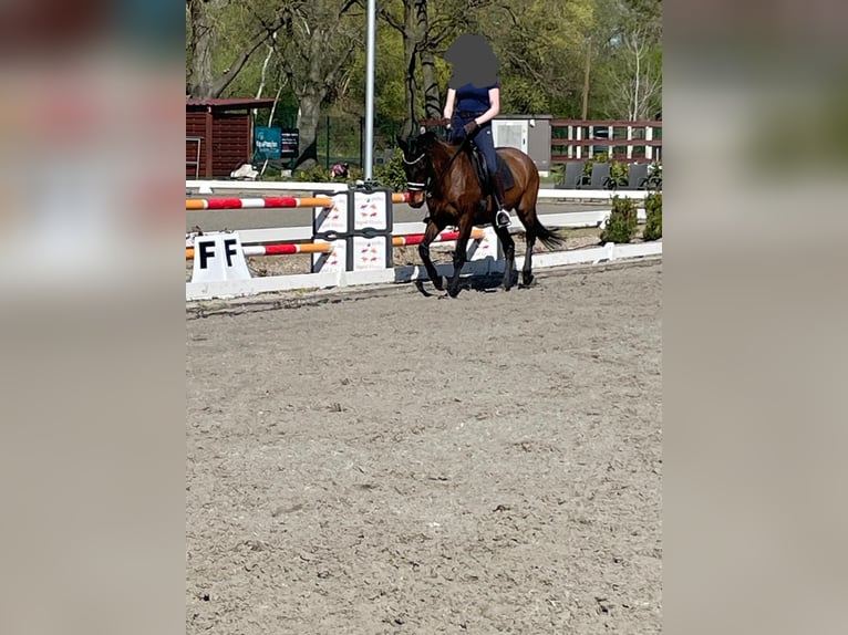 Sang-chaud letton Jument 16 Ans 165 cm Bai in Schönwalde